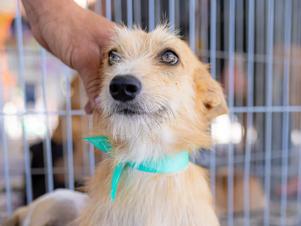Campanha de adoção busca novos lares para cães e gatos em Maricá