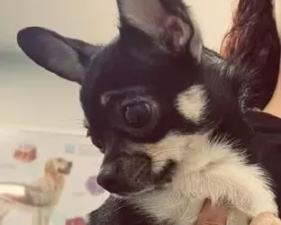 Bombeiros resgatam chihuahua após queda em poço de 10 metros em Saquarema